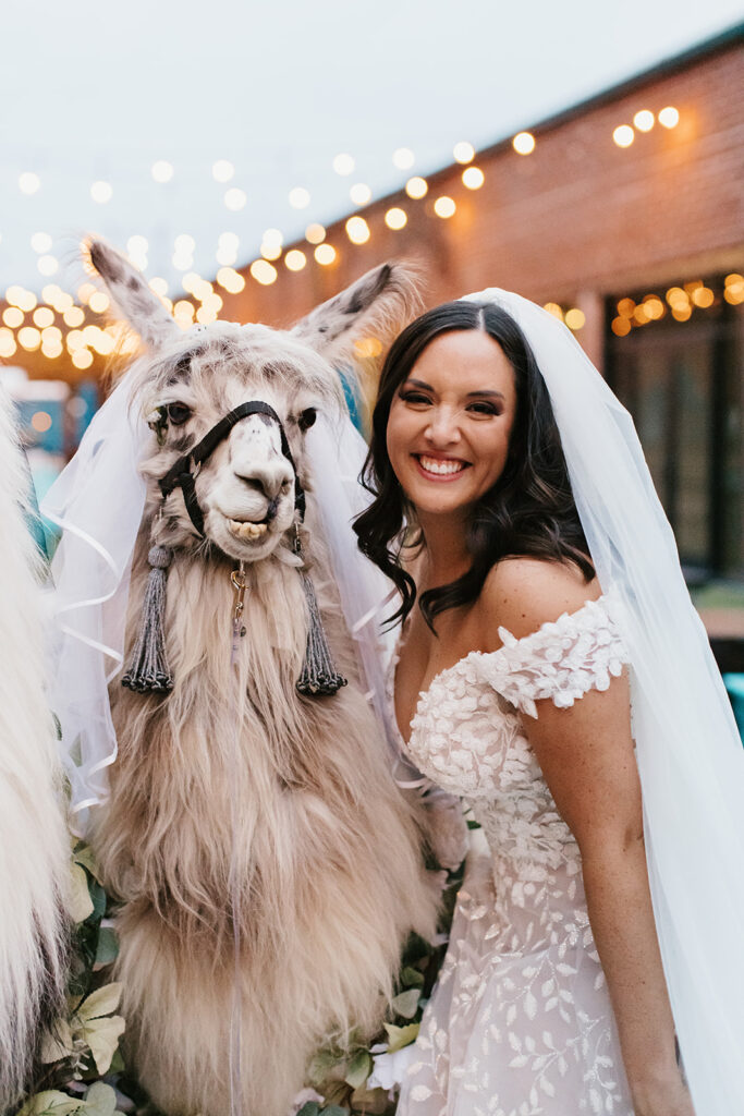 bride posing with llama