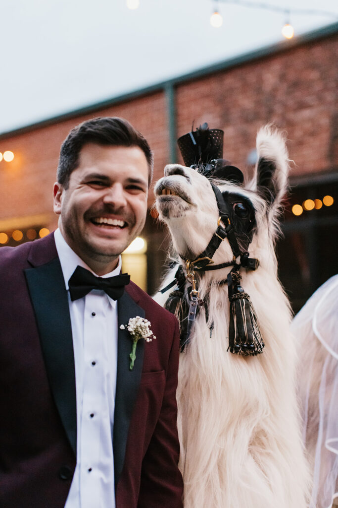 bride and groom reception pictures with llama