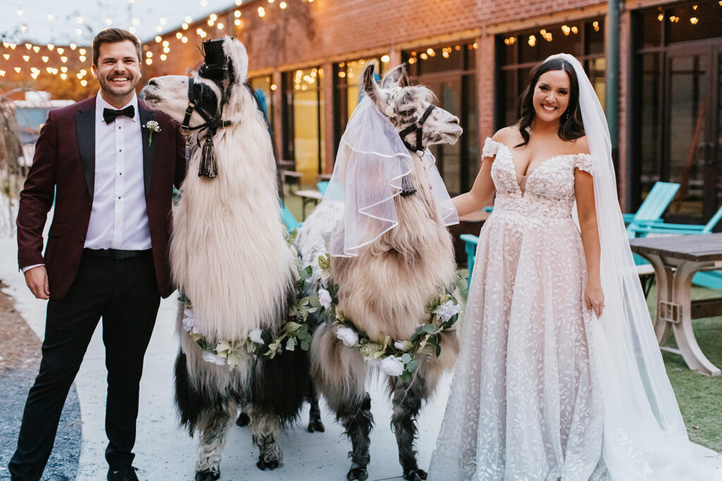 bride and groom reception pictures with llama